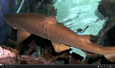 Aquarium of the Smokies Video