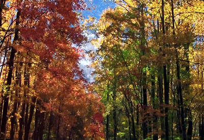 Smoky Mountain Peak Fall Colors