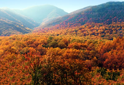 Vibrant Display of Fall Leaves